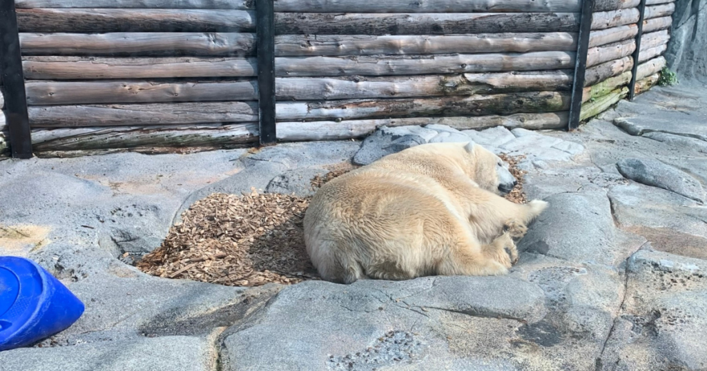 Sea World Polar Bear Point 北極熊