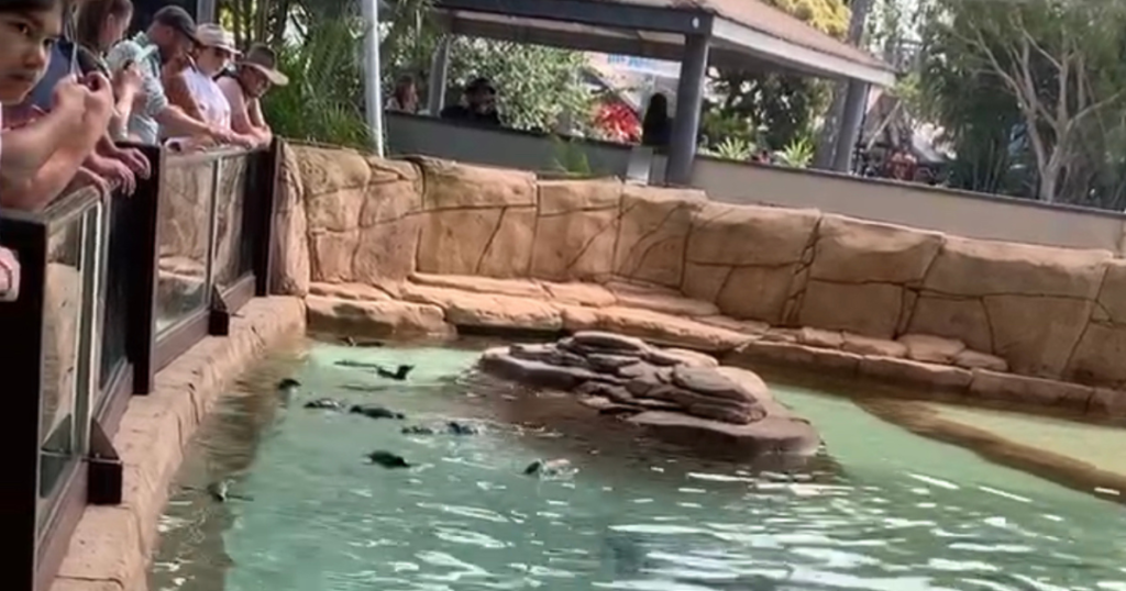 Sea World Penguin Point企鵝