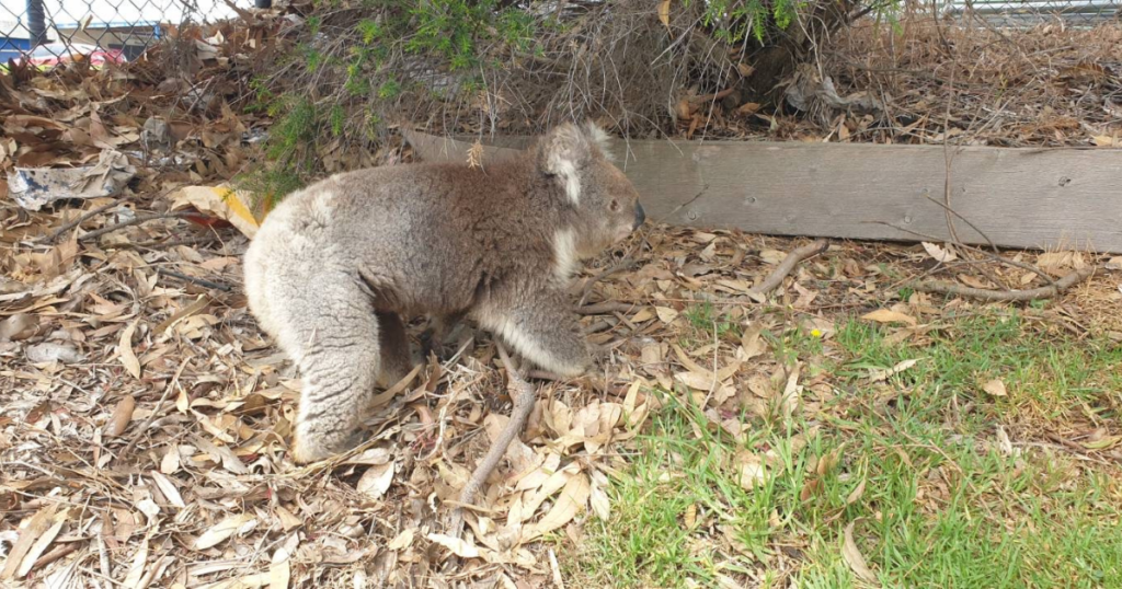 Warrnambool野生無尾熊