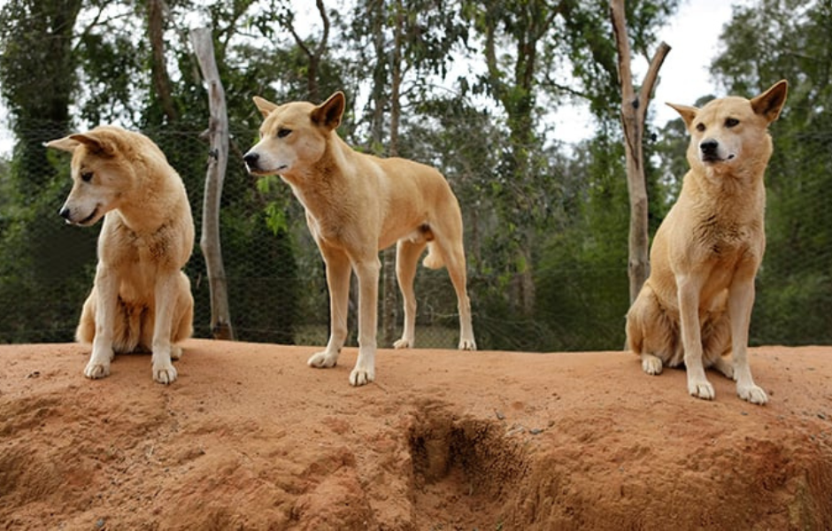 Dreamworld Dingo